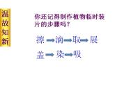 2021-2022 初中人教版 七年级生物上册第二单元第一章第三节动物细胞课件