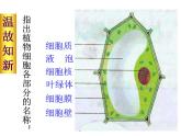 2021-2022 初中人教版 七年级生物上册第二单元第一章第三节动物细胞课件