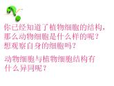 2021-2022 初中人教版 七年级生物上册第二单元第一章第三节动物细胞课件