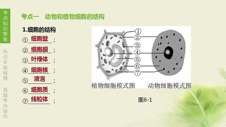 徐州专版中考生物复习第四单元环境中生物的统一性第06课时生物体有相同的基本结构和相似的结构层次课件第3页