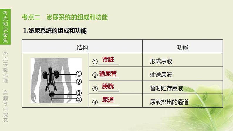 徐州专版中考生物复习第六单元生命活动的调节和生态系统的稳定第12课时人体内废物的排出课件第4页