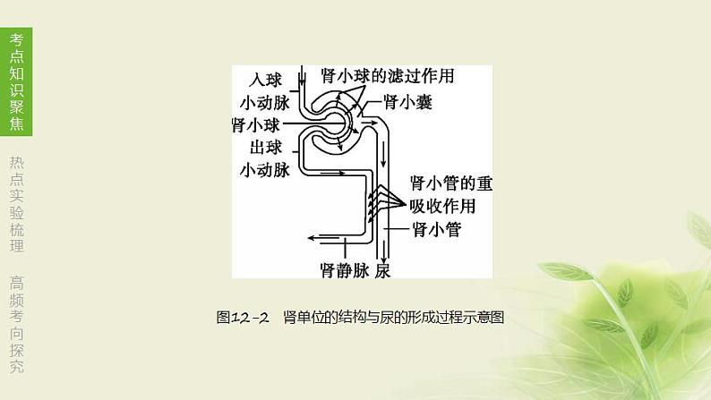 徐州专版中考生物复习第六单元生命活动的调节和生态系统的稳定第12课时人体内废物的排出课件第8页