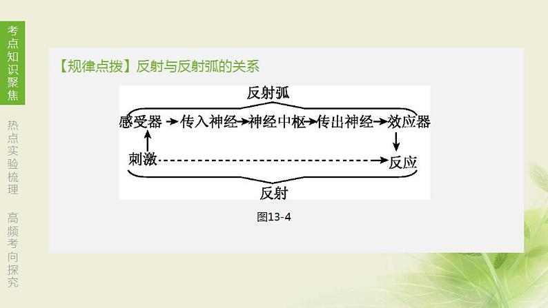 徐州专版中考生物复习第六单元生命活动的调节和生态系统的稳定第13课时人体生命活动的调节课件第7页