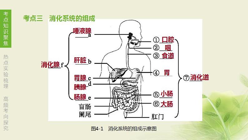 徐州专版中考生物复习第三单元生物从环境中获取物质和能量第04课时人体的物质和能量来源于食物课件第8页