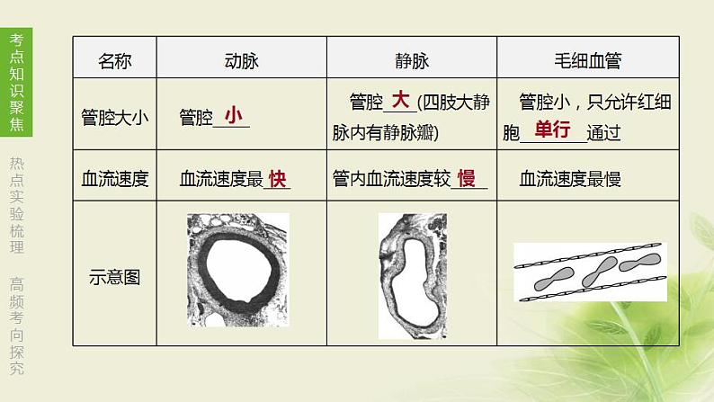 徐州专版中考生物复习第六单元生命活动的调节和生态系统的稳定第10课时人体内物质的运输1血管血液和血型输血课件第6页