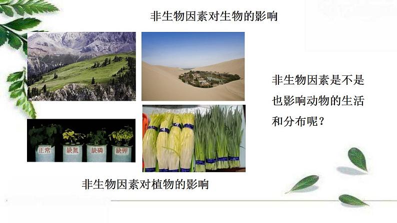 2021-2022 初中生物人教版七年级上册1.2.1生物与环境的关系（第二课时）20页课件PPT04