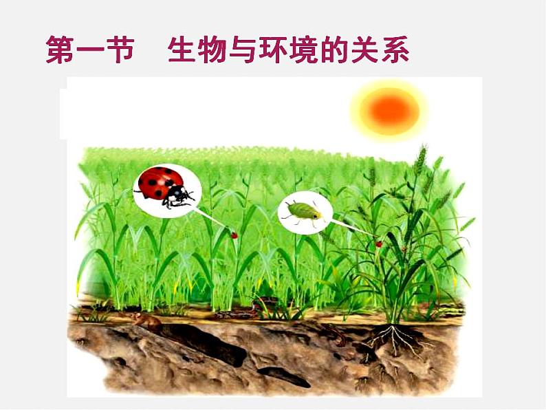 2021-2022 初中生物人教版七年级上册同步教学1.2.1生物与环境的关系（课件29页）02