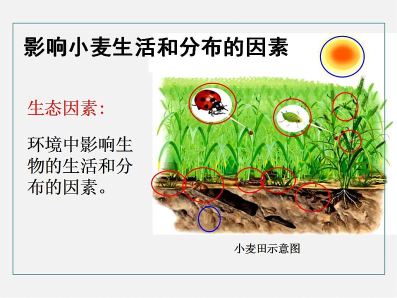 2021-2022 初中生物人教版七年级上册同步教学1.2.1生物与环境的关系（课件29页）05