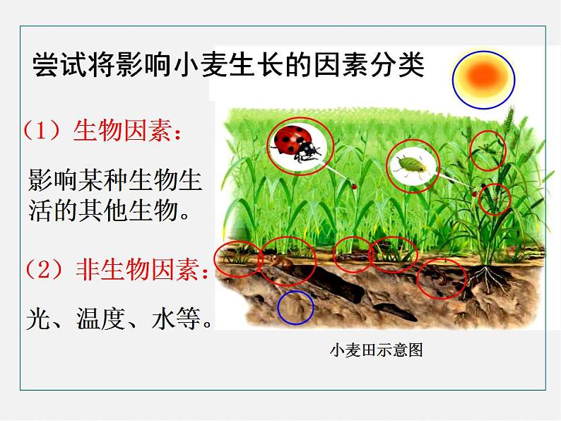 2021-2022 初中生物人教版七年级上册同步教学1.2.1生物与环境的关系（课件29页）06