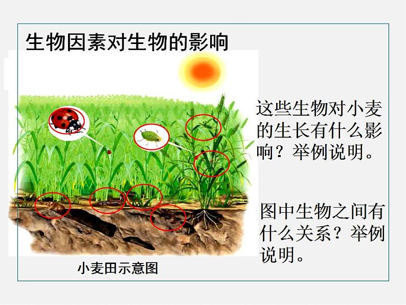 2021-2022 初中生物人教版七年级上册同步教学1.2.1生物与环境的关系（课件29页）07