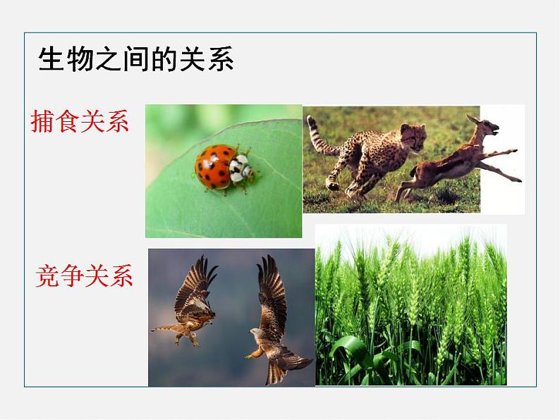 2021-2022 初中生物人教版七年级上册同步教学1.2.1生物与环境的关系（课件29页）08