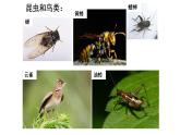 2021-2022 初中生物人教版七年级上册同步教学课件 1.1.2调查周边环境中的生物 （ 22页）