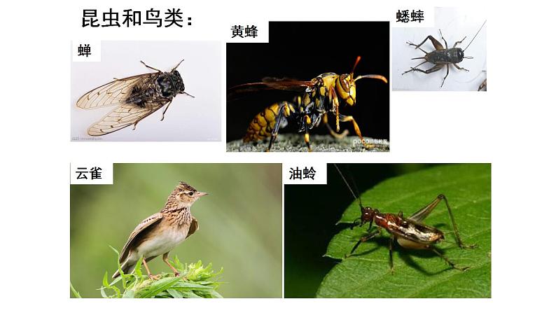 2021-2022 初中生物人教版七年级上册同步教学课件 1.1.2调查周边环境中的生物 （ 22页）05