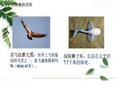 2021-2022 初中生物人教版七年级上册同步教学课件1.2.3生物圈是最大的生态系统（21页）