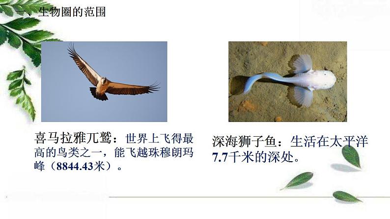 2021-2022 初中生物人教版七年级上册同步教学课件1.2.3生物圈是最大的生态系统（21页）第3页