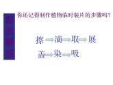 2021-2022 初中人教版 第二单元生物体的结构层次第一章细胞是生命活动的基本单位第三节动物细胞课件