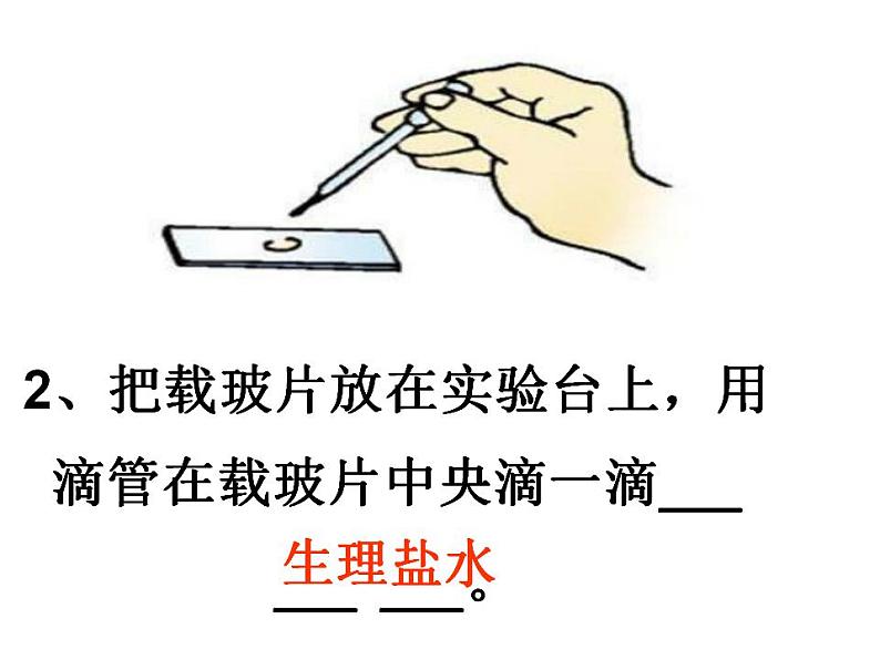 2021-2022 初中人教版 第二单元生物体的结构层次第一章细胞是生命活动的基本单位第三节动物细胞课件06