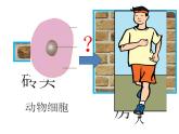 2021-2022 初中人教版 七年级生物上册第二单元第二章第二节动物体的结构层次课件