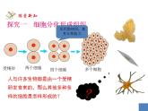 2021-2022 初中人教版 七年级生物上册第二单元第二章第二节动物体的结构层次课件