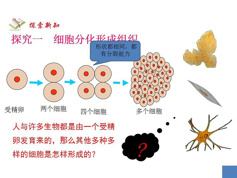 2021-2022 初中人教版 七年级生物上册第二单元第二章第二节动物体的结构层次课件05