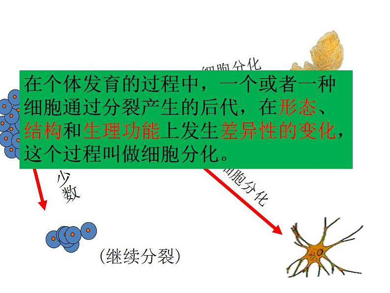 2021-2022 初中人教版 七年级生物上册第二单元第二章第二节动物体的结构层次课件06