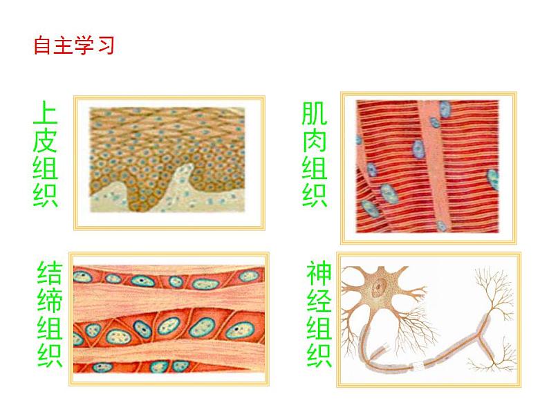 2021-2022 初中人教版 七年级生物上册第二单元第二章第二节动物体的结构层次课件08