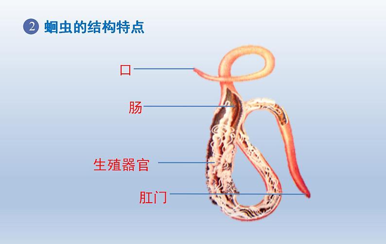 人教版八年级上册第五单元第2节线形动物和环节动物课件PPT05