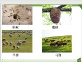 2021-2022学年人教版生物八年级上册5.2.3社会行为课件（29张PPT）