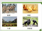 2021-2022学年人教版生物八年级上册5.2.3社会行为课件（29张PPT）
