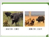 2021-2022学年人教版生物八年级上册5.2.3社会行为课件（29张PPT）