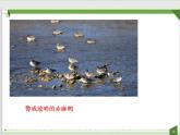 2021-2022学年人教版生物八年级上册5.2.3社会行为课件（29张PPT）