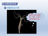 人教版八年级上册第五单元第1节腔肠动物和扁形动物共33页课件PPT