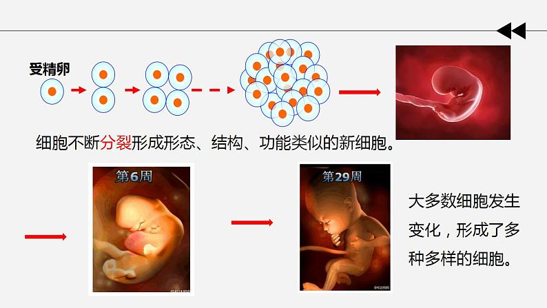 第一节 细胞分化形成组织课件PPT第5页