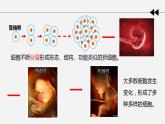 第一节 细胞分化形成组织课件PPT