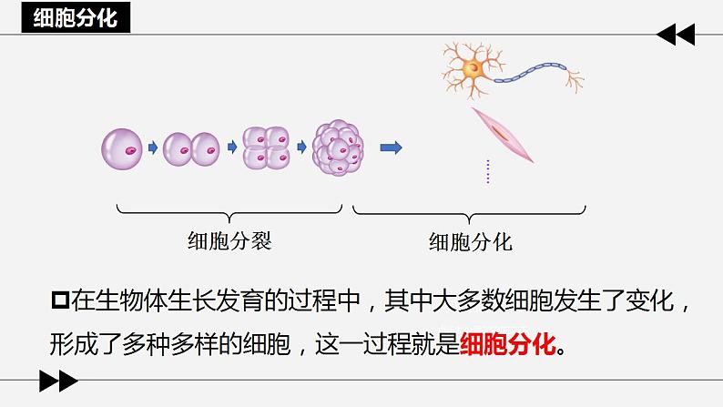 第一节 细胞分化形成组织课件PPT第6页