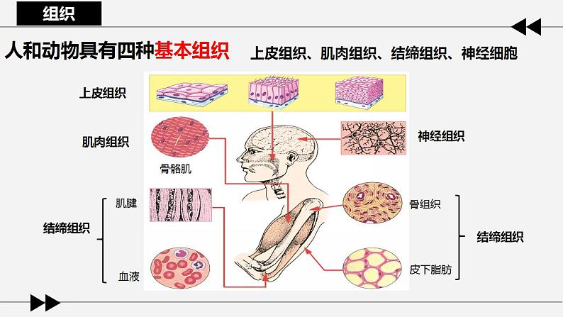 第一节 细胞分化形成组织课件PPT第8页