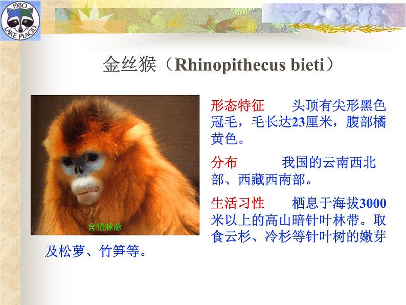 冀教版七年级上册 生物 课件 1.4.10我国的珍稀动物第7页