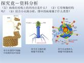 冀教版八年级上册 生物 课件 5.1.2 病毒