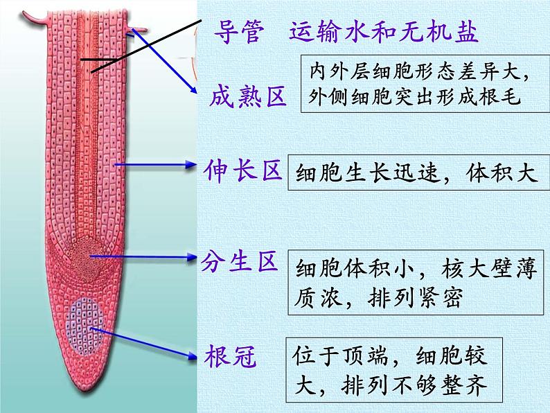 冀教版八年级上册 生物 课件 第三单元第二章 根的吸收作用 复习课件03