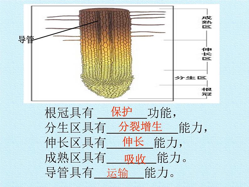 冀教版八年级上册 生物 课件 第三单元第二章 根的吸收作用 复习课件04