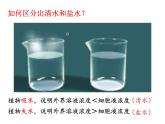 冀教版八年级上册 生物 课件 3.2.2 根对水分的吸收