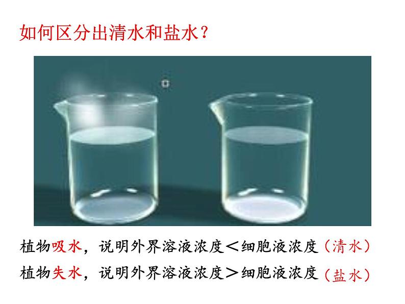 冀教版八年级上册 生物 课件 3.2.2 根对水分的吸收01