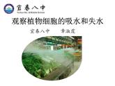 冀教版八年级上册 生物 课件 3.2.2 根对水分的吸收