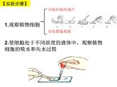 冀教版八年级上册 生物 课件 3.2.2 根对水分的吸收