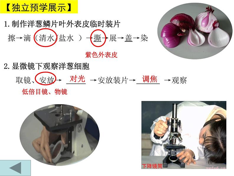 冀教版八年级上册 生物 课件 3.2.2 根对水分的吸收06