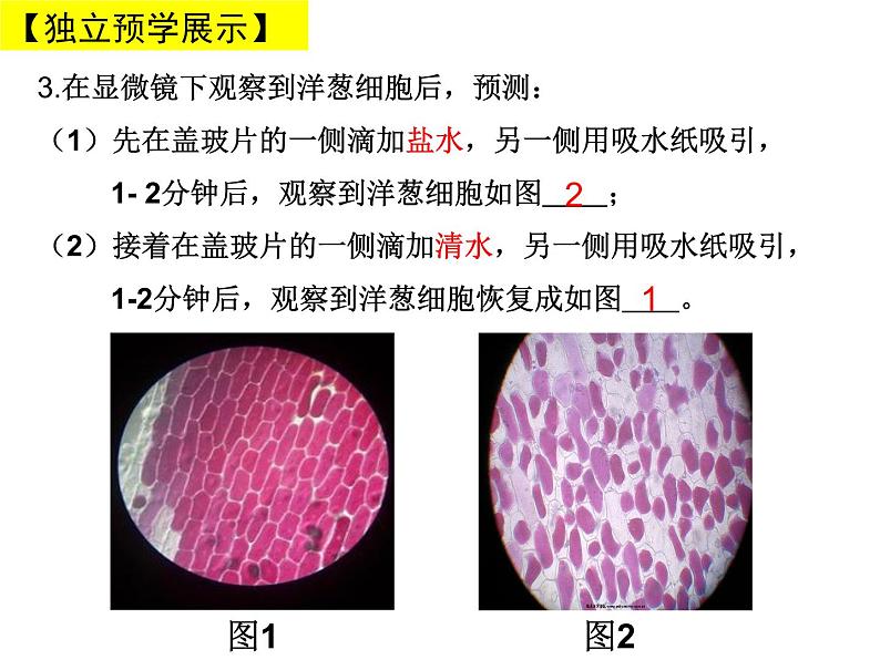 冀教版八年级上册 生物 课件 3.2.2 根对水分的吸收07