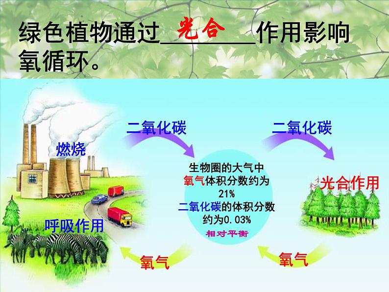 冀教版八年级上册 生物 课件 3.5 绿色植物在生物圈中的作用03