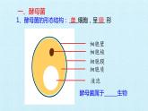 冀教版八年级上册 生物 课件 第五单元第二章 真菌 复习课件