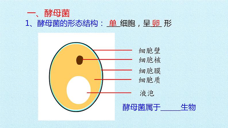 冀教版八年级上册 生物 课件 第五单元第二章 真菌 复习课件04