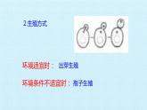 冀教版八年级上册 生物 课件 第五单元第二章 真菌 复习课件